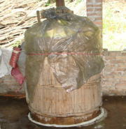 Fermentation of menma material